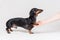 Dog dachshund, training to give his paw to his coach, isolated on a gray background