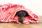 Dog dachshund under a plaid. Pet warms under a blanket in cold autumn weather