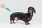 Dog dachshund vaccination with a big green syringe, on gray background