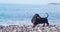 Dog dachshund walks along seashore, sniffs stones, pebbles wagging its tail