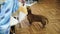 Dog dachshund walks on the floor near the table in the kitchen and wags his tail