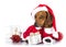 Dog dachshund wearing a santa hat