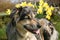 Dog with daffodils