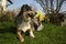 Dog with daffodils