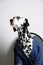Dog Dalmatian in a blue jacket sits on an office chair on a white background. Funny portrait with free space for text