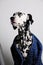 Dog dalmatian in a blue jacket on a white background. Funny portrait with serious face