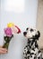 Dog dalmatian and bouquet of roses in a glass vase. White background, free space for design