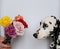 Dog dalmatian and bouquet of roses in a glass vase. White background, free space for design