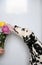 Dog dalmatian and bouquet of roses in a glass vase. White background, free space for design