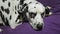 Dog of dalmatian breed lies alone on soft cloth