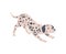 Dog dalmatian breed with pedigree, cute pet animal in black spots.