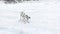 Dog Dalmatian digging snow. Dalmatian playing in the snow.