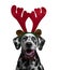 Dog Dalmatian dress for the new year as a Christmas reindeer hor