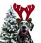 Dog Dalmatian dress for the new year as a Christmas reindeer hor