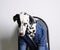 Dog Dalmatian licking in a blue jacket sits on an office chair on a white background. Funny portrait