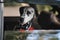 Dog dalmatian in a red bow tie looks out the window of car