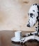 Dog dalmatian sitting at the table with a cup of coffee cappuccino