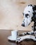 Dog dalmatian sitting at the table with a cup of coffee cappuccino