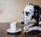 Dog dalmatian sitting at the table with a cup of coffee cappuccino