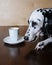 Dog dalmatian sitting at the table with a cup of coffee cappuccino