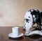 Dog dalmatian sitting at the table with a cup of coffee cappuccino