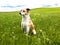 Dog in the dandelion meadow (145)