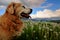 Dog on dandelion meadow