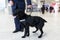 A dog for detecting drugs at the airport standing near the customs guard. Horizontal view