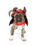 Dog in Devil Halloween Costume