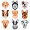 Dog different breeds head icons. Cartoon dog faces set. Vector illustration isolated on white. Doggy different breeds