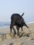 Dog digging at beach
