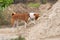 Dog digging pile of sand while  searching small rodents hiding  inside