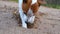 The dog digs a hole in the sand with its paws, close-up. Hunting instinct