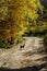 Dog on a dirt road in a mountainous woodland. Autumn