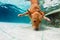 Dog diving underwater in swimming pool