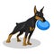 Dog doberman with blue plate isolated
