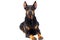 Dog Doberman breed looks