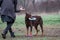 Dog doberman brown and tan red cropped playing on grass with trainer