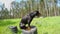 Dog doberman jumps from pedestal to pedestal, training dogs