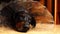 Dog Doberman lying on the floor in a medical cone collar closeup