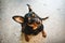 Dog doberman pinscher dwarf animal friend