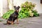 Dog doberman pinscher dwarf animal friend