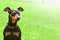 Dog doberman pinscher dwarf animal friend