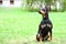 Dog doberman pinscher dwarf animal friend