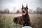 Dog dobermann brown and tan red cropped lies on grass with blue frisbee