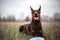 Dog dobermann brown and tan red cropped lies on grass with blue frisbee