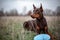 Dog dobermann brown and tan red cropped lies on grass with blue frisbee