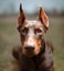 Dog dobermann brown and tan red cropped portrait head doberman