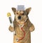 Dog doc with medical instruments