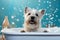 Dog Doggie Spa Day with Bubble Baths, dog care routine, luxury dog life
